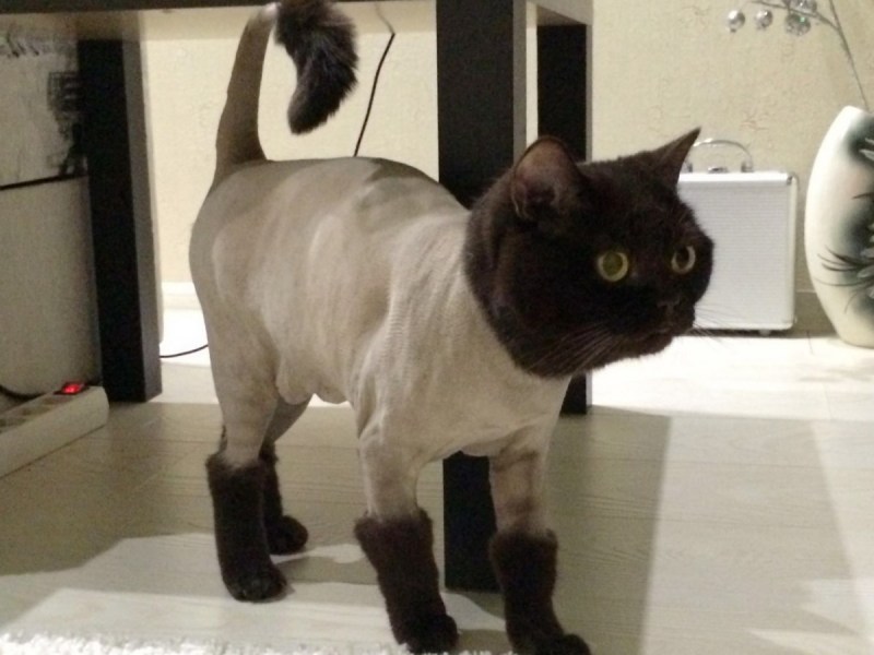 Необычные стрижки кошек