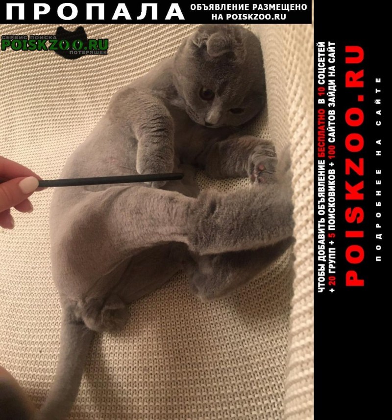 Вендетта стриженного кота