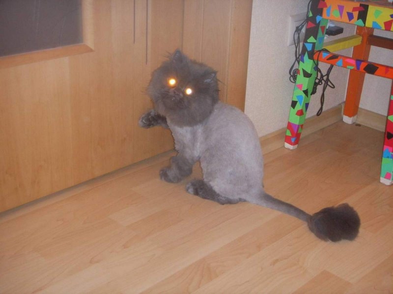 Шотландские вислоухие коты стрижки