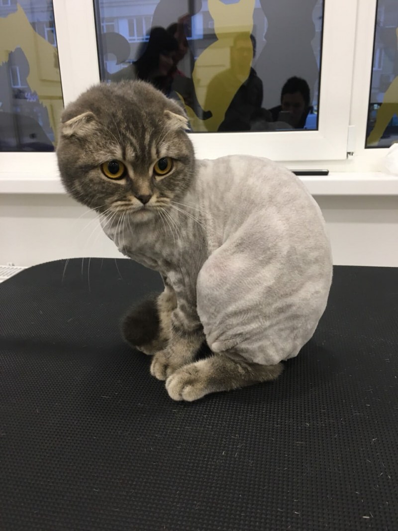 Стриженный скоттиш фолд