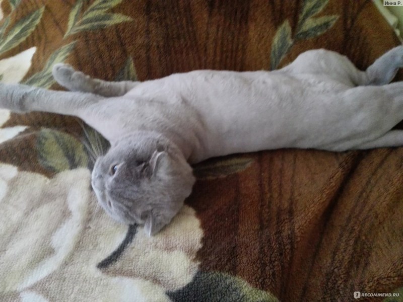 После стрижки шотландский кот