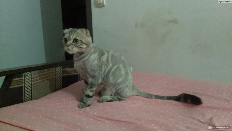 Стрижка скоттиш фолд
