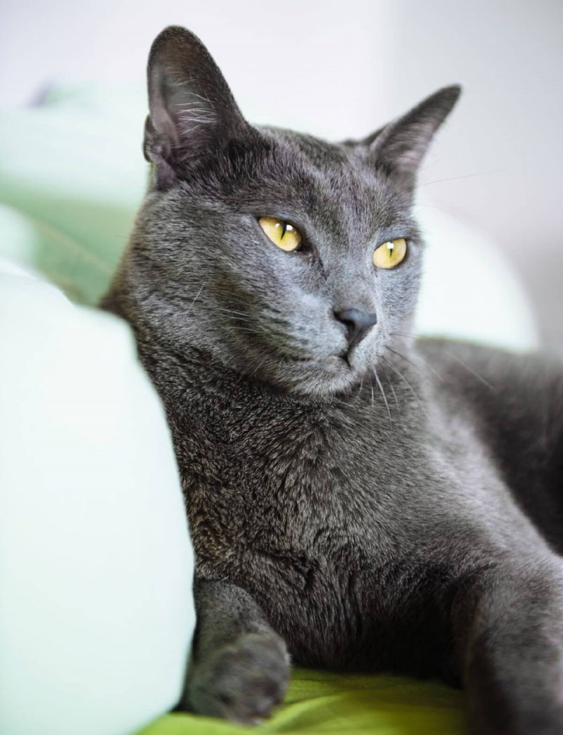 Русская голубая кошка