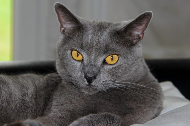 Кот породы шартрез