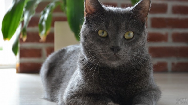 Русская голубая кошка