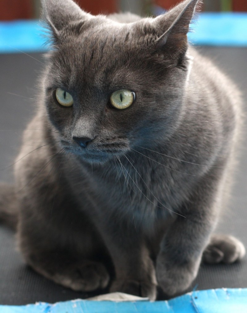 Русская голубая кот