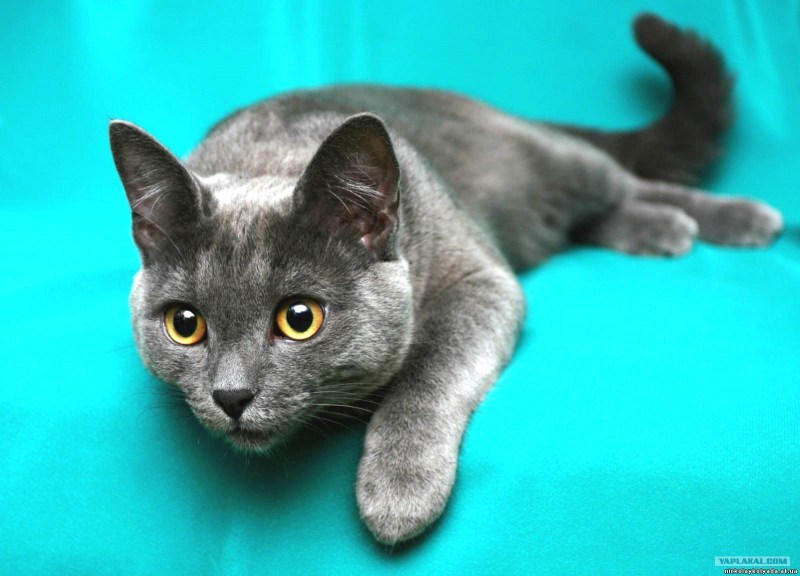 Коты породы Корат