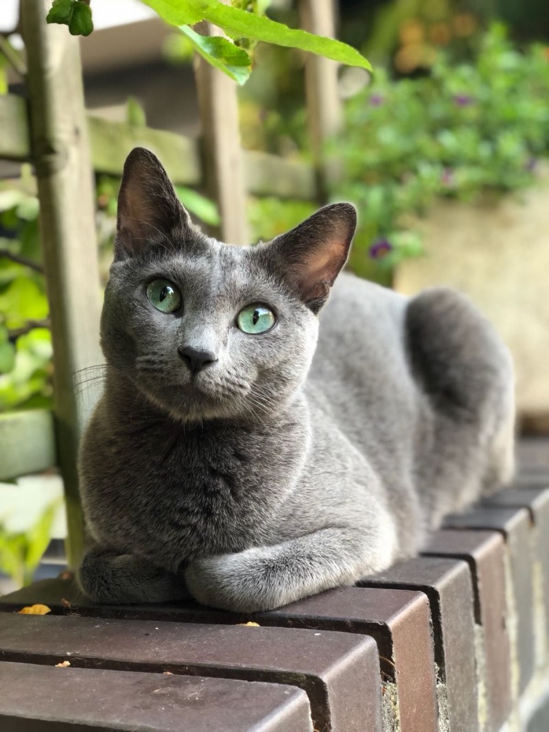 Корат кошка