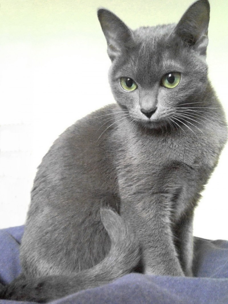Кот породы Корат