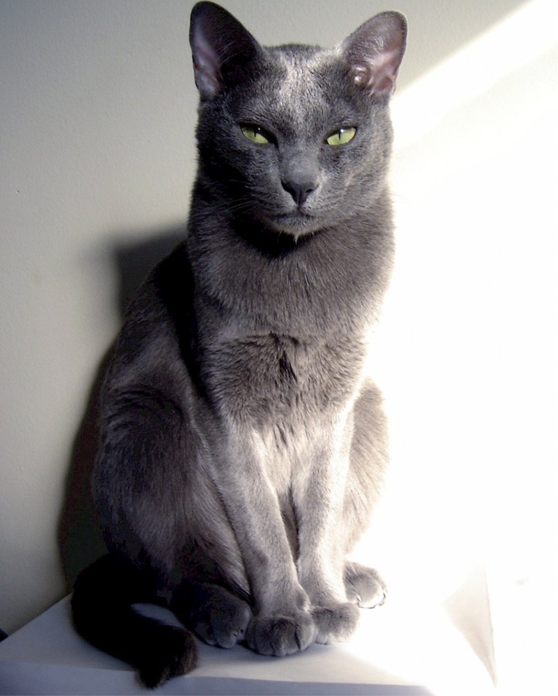 Тайская кошка Корат