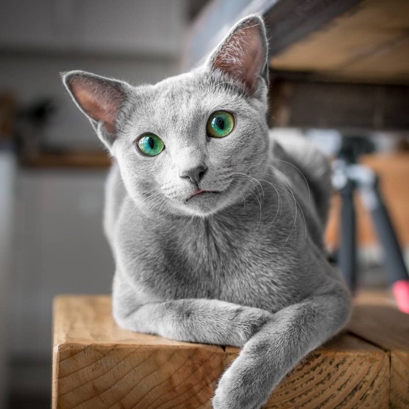 Русская голубая кошка