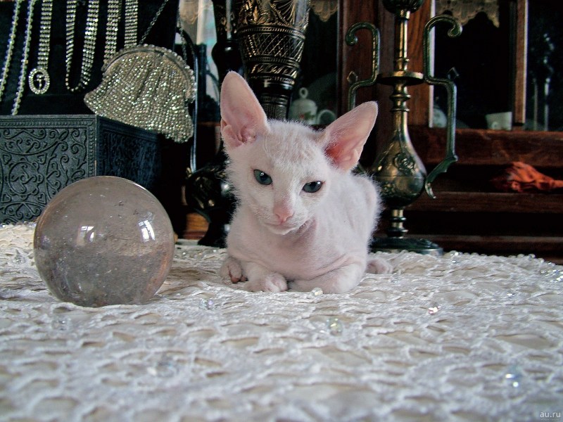 Котята браш Донской сфинкс