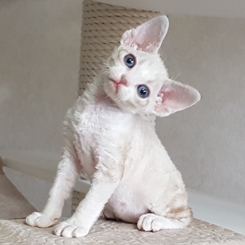 Сфинкс кошка с шерстью браш