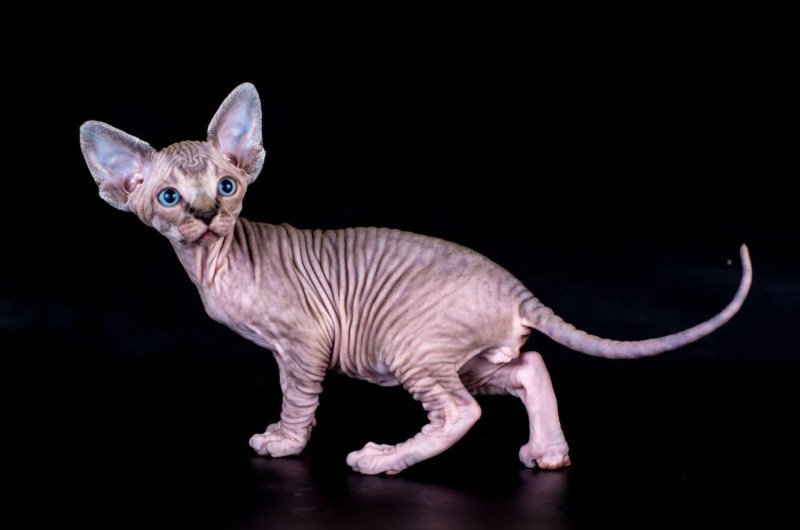 Сфинкс кошка браш