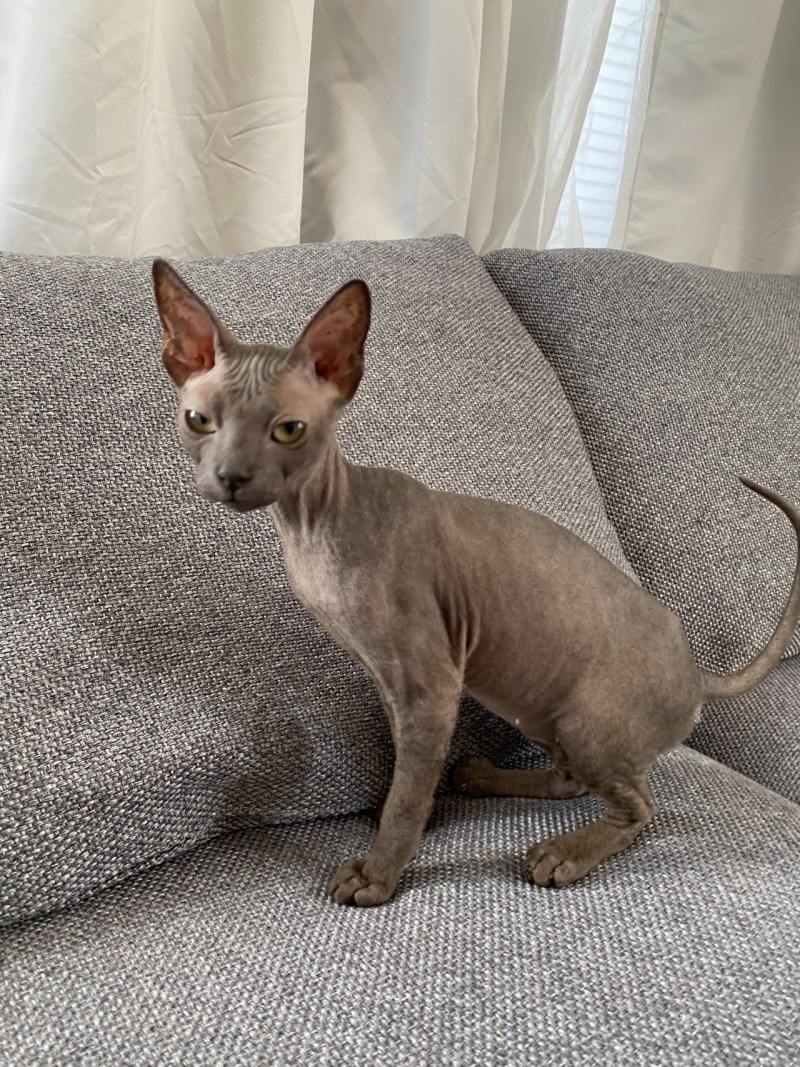 Дальневосточный сфинкс кошка с шерстью