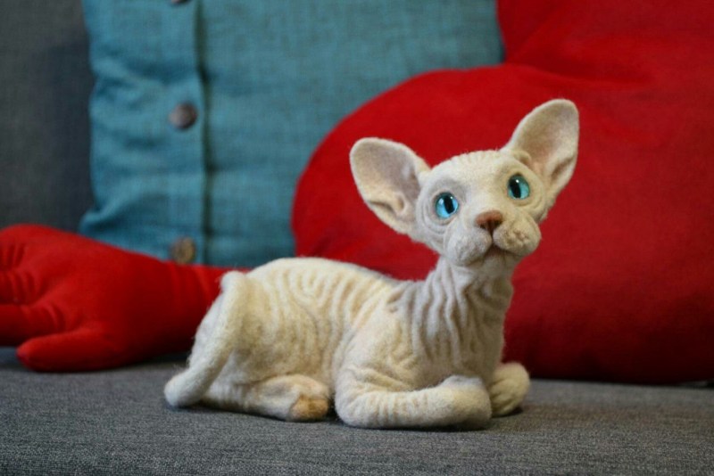 Донской сфинкс кошка