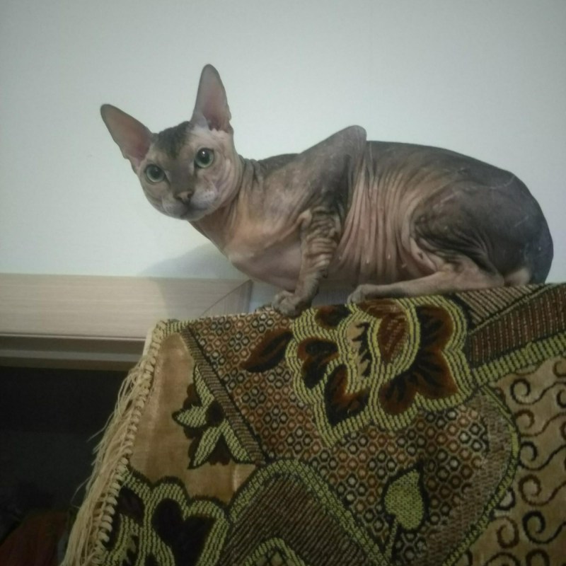 Донской сфинкс кошка