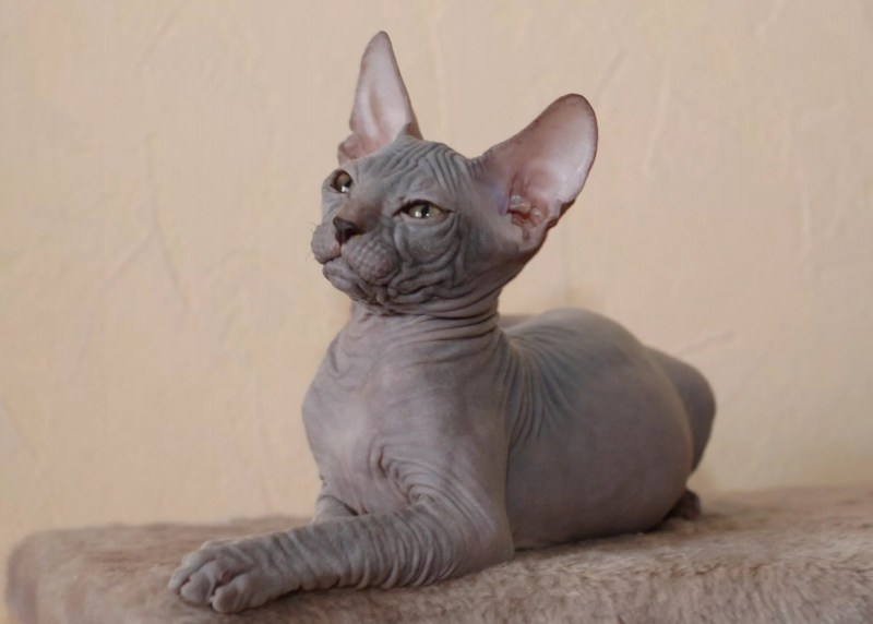 Котята Корниш рекс фото новорожденных