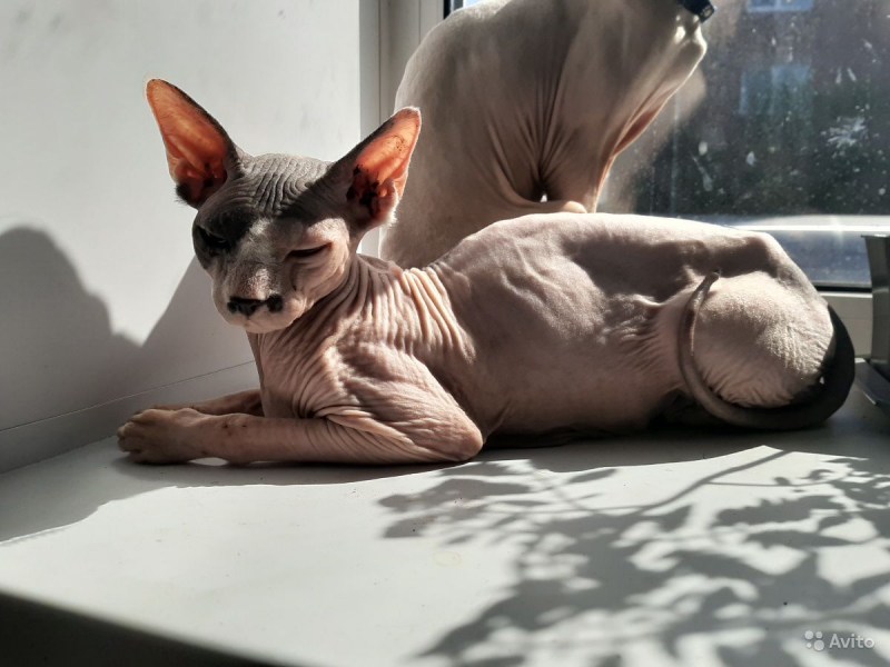 Сфинкс Корниш рекс
