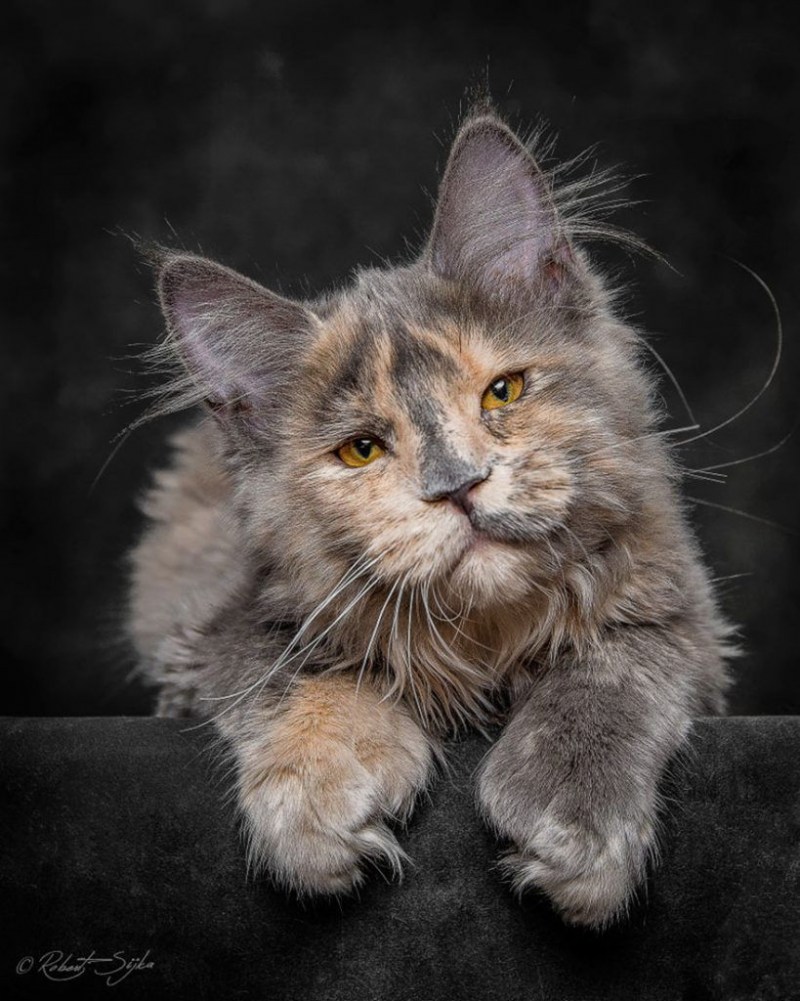 Кот Мейн кун