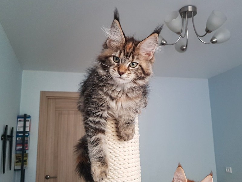 Прыжок Мейн куна