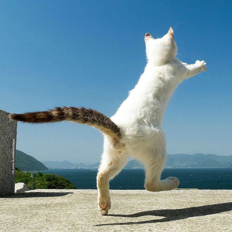 Котик в отпуске