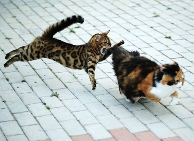 Кот атакует