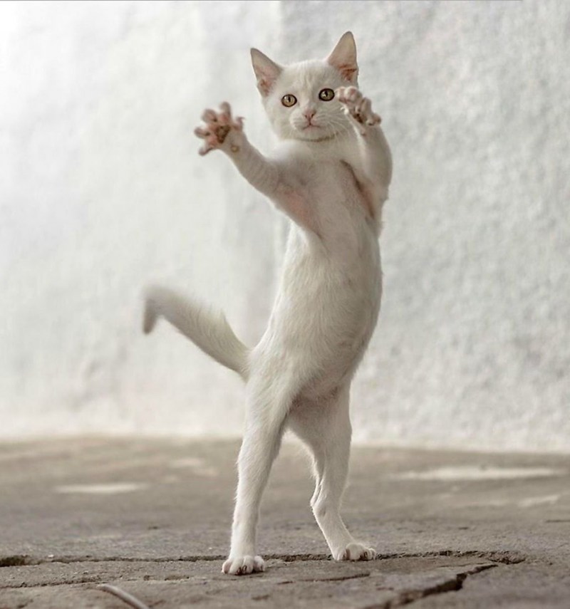 Танцующие коты