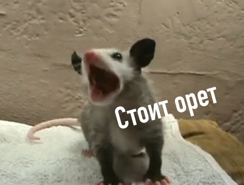 Кот бежит по снегу