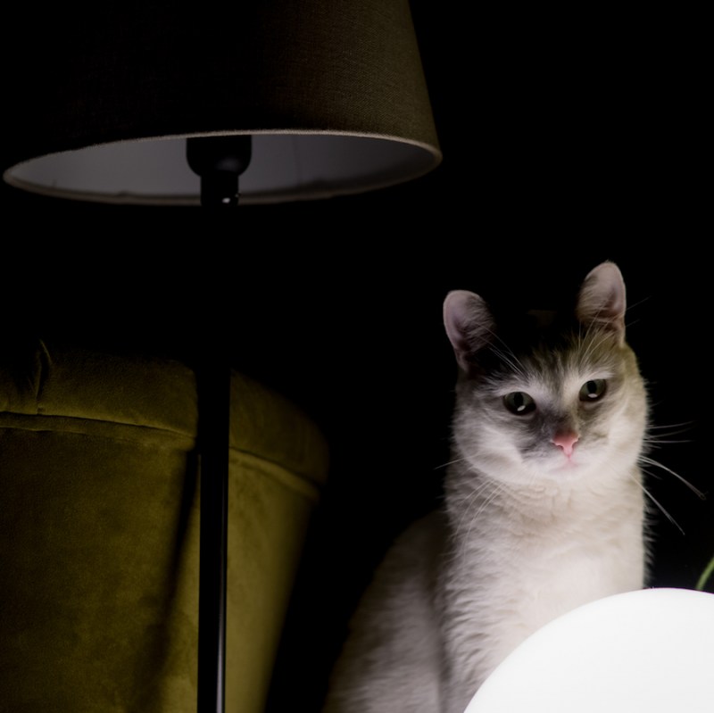 Котик коточек