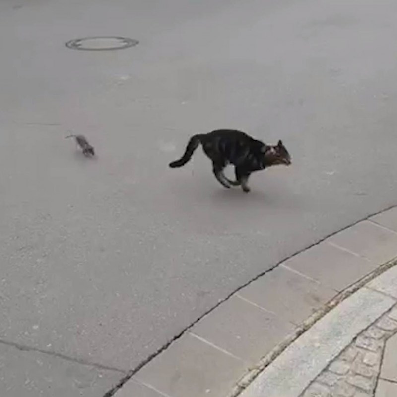 Кот сбежал
