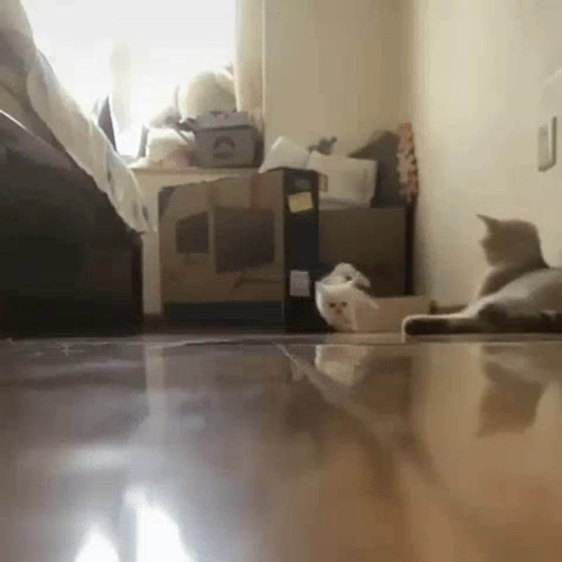 Кот бегает ночью по квартире