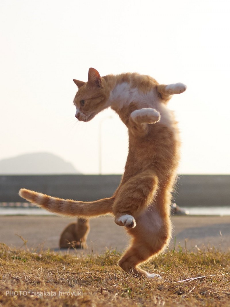 Танцующий кот