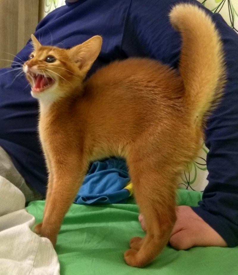 Абиссинская кошка мяукает