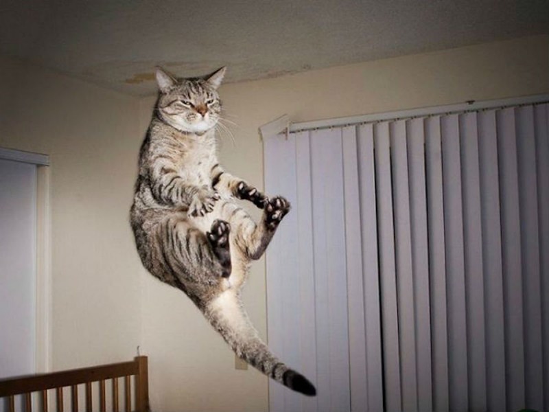 Кот в воздухе