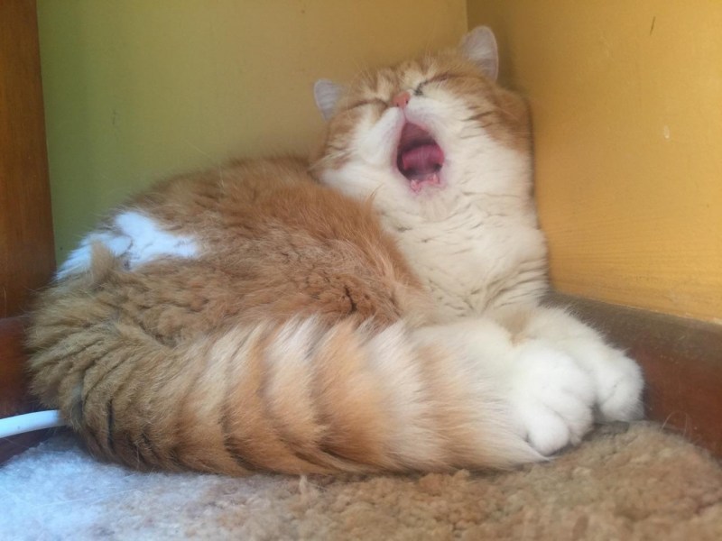 Танцующий кот