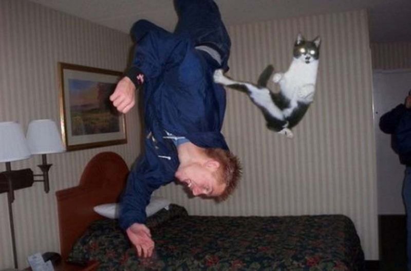 Коты бесятся