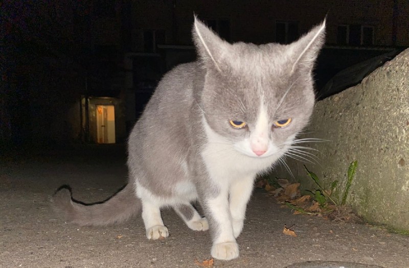 Офигевший кот