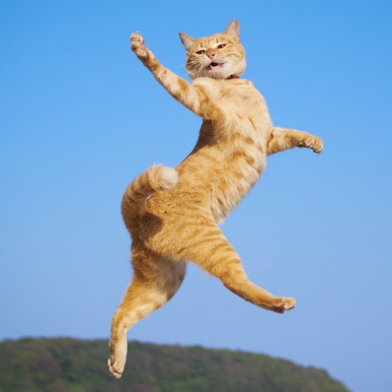 Кошки которые прыгают