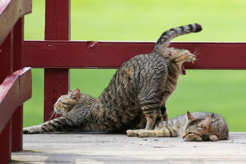 Мяуканье котят