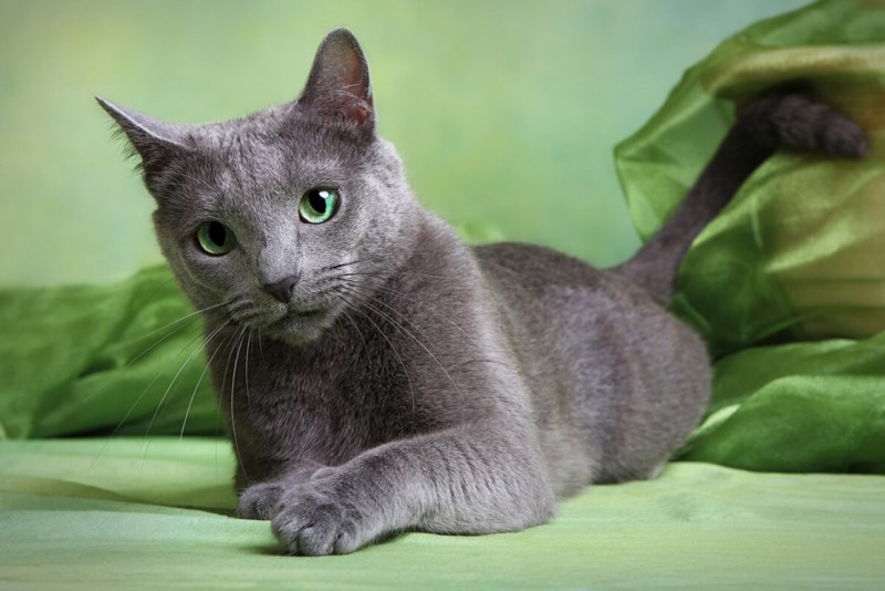 Грустная голубая кошка