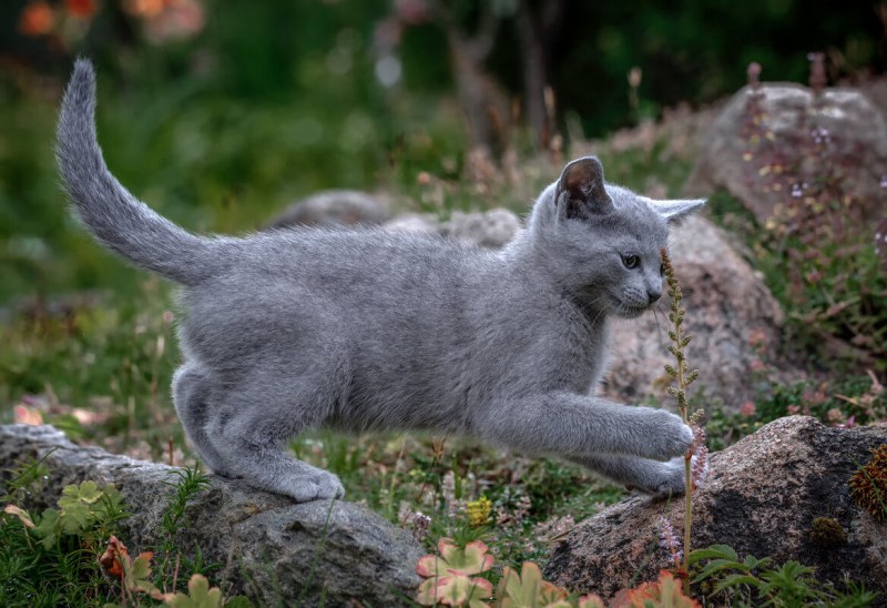 Русская голубая кошка