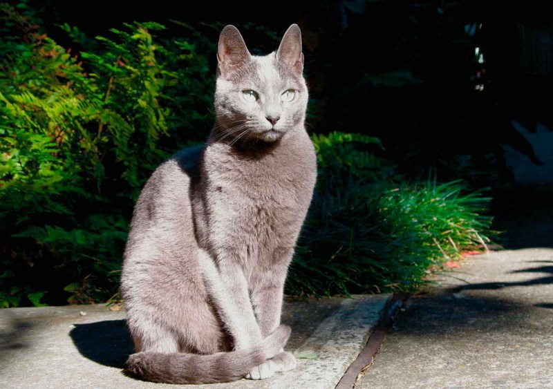 Сибирский голубая кошка короткошерстная