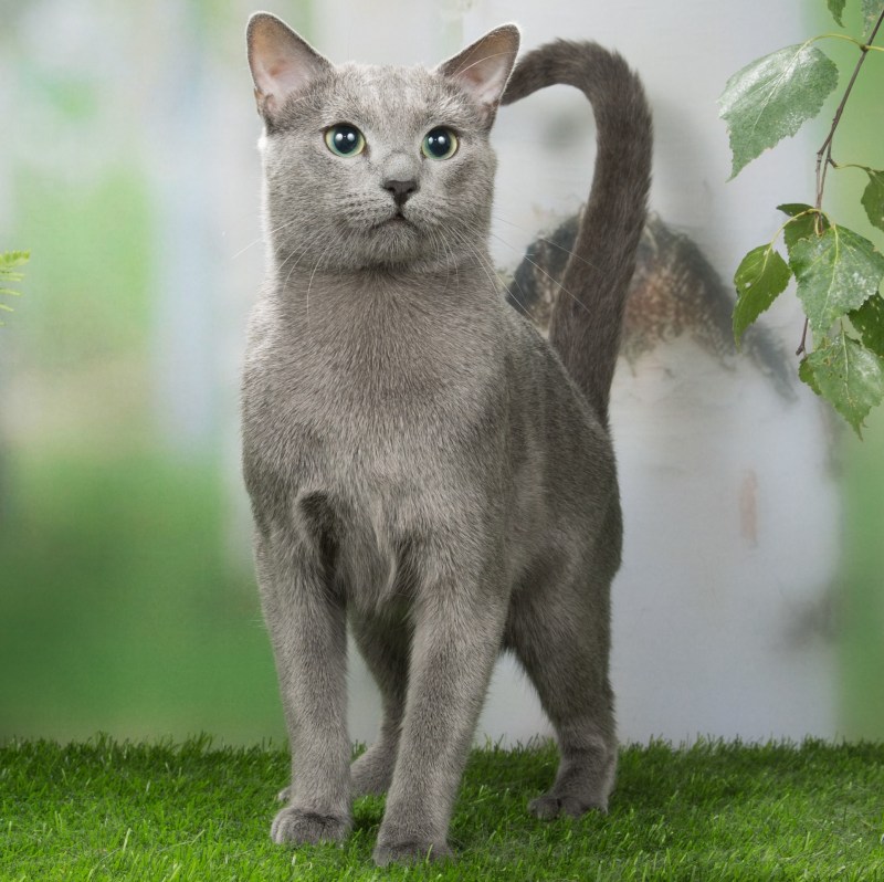 Кот породы русская голубая