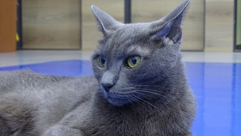 Русская кошка