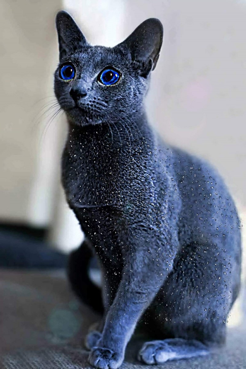 Сибирский голубая кошка короткошерстная