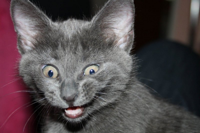 Котята породы Корат