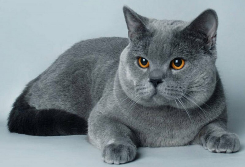 Русская голубая кот