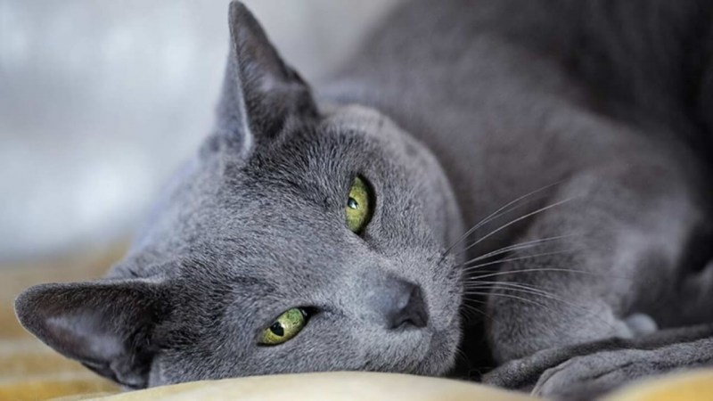 Русская голубая кошка