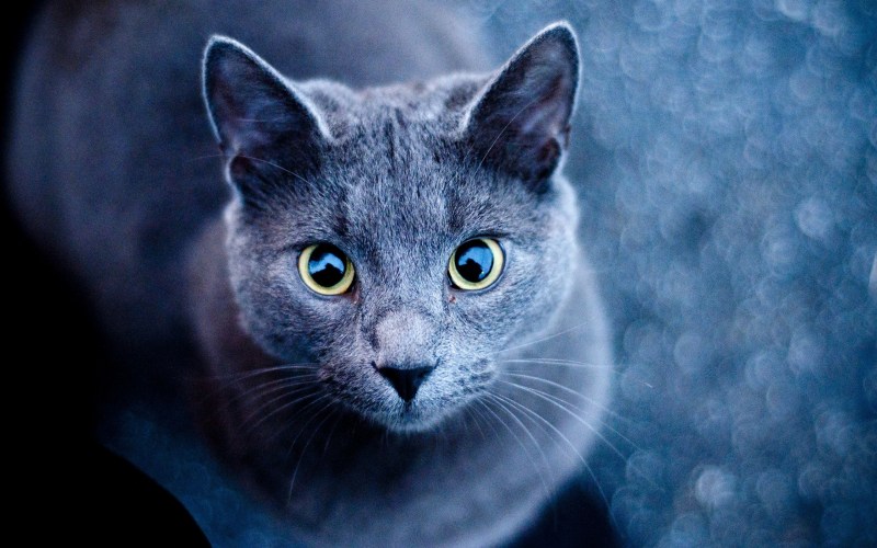 Кот породы русская голубая
